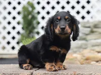 Quinn, a male Miniature Dachshund for sale in Fresno, OH – 3 of 4