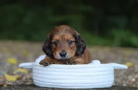 Violet, a female Miniature Dachshund for sale in Fresno, OH – 3 of 4