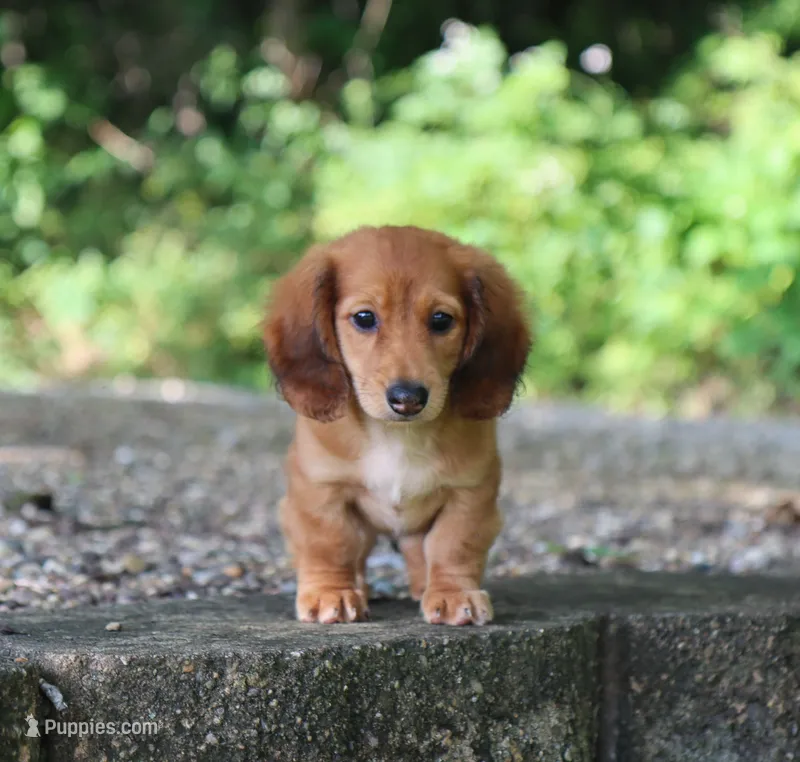 Bennett – Miniature Dachshund puppy for sale in Fresno, OH
