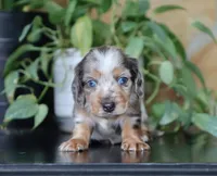 Dominic, a male Dachshund for sale in Fresno, OH – 3 of 4