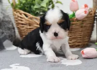 Umar, a male Cavalier King Charles Spaniel for sale in Fresno, OH – 2 of 3