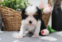 Umar, a male Cavalier King Charles Spaniel for sale in Fresno, OH – 3 of 3