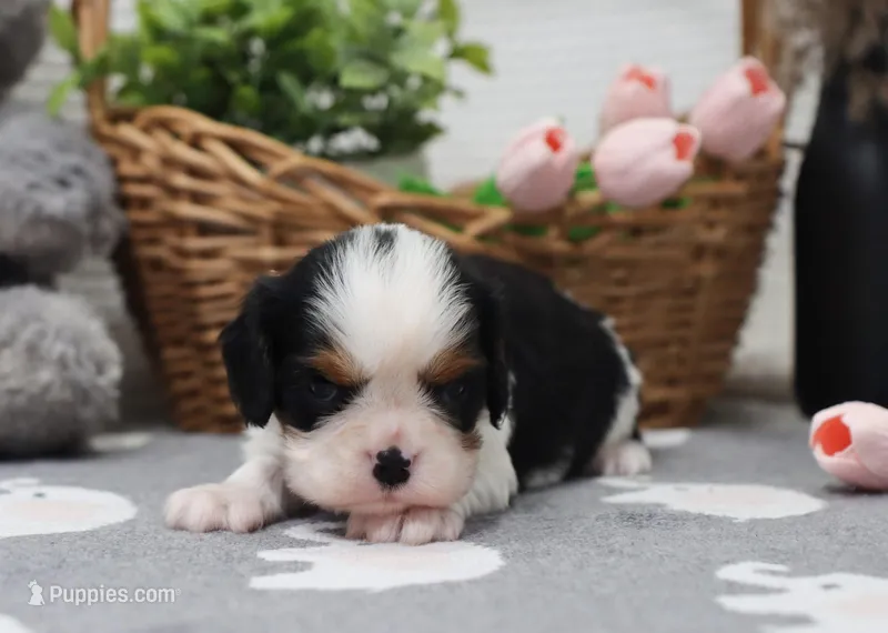Umar – Cavalier King Charles Spaniel puppy for sale in Fresno, OH
