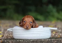 Autumn, a female Miniature Dachshund for sale in Fresno, OH – 2 of 4