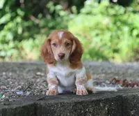 Buckle, a male Miniature Dachshund for sale in Fresno, OH – 1 of 5