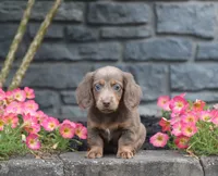 Daisy, a female Dachshund for sale in Fresno, OH – 2 of 4