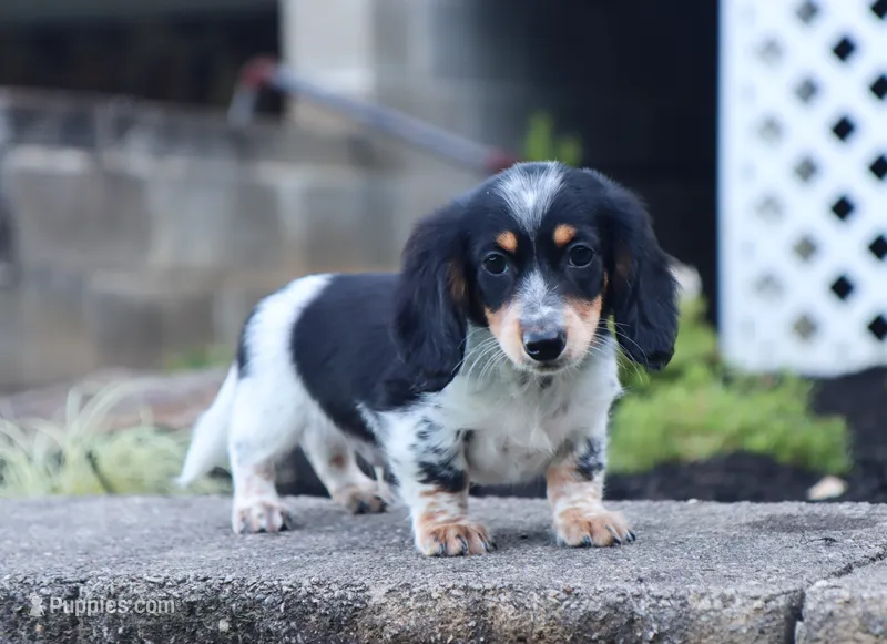Wyatt – Miniature Dachshund puppy for sale in Fresno, OH