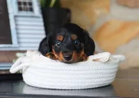 Gunner, a male Miniature Dachshund for sale in Fresno, OH – 2 of 4