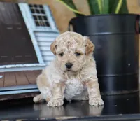 Maeve, a female Maltipoo for sale in Fresno, OH – 4 of 5