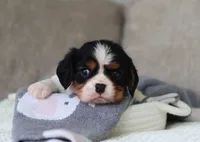 Karter, a male Cavalier King Charles Spaniel for sale in Fresno, OH – 4 of 5