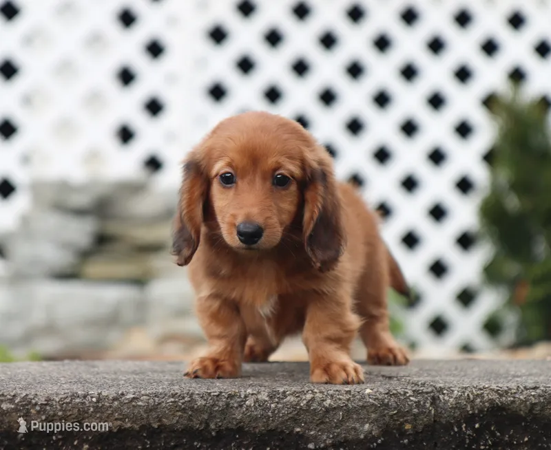 Chloe – Miniature Dachshund puppy for sale in Fresno, OH