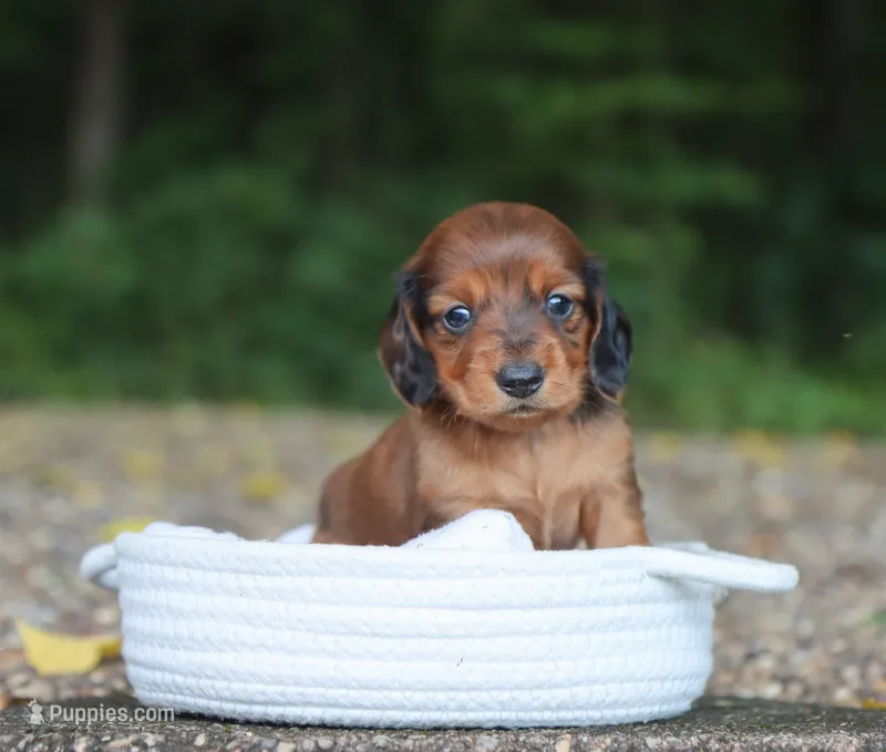 Asher  – Miniature Dachshund puppy for sale in Fresno, OH