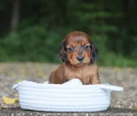 Asher , a male Miniature Dachshund for sale in Fresno, OH – 1 of 4