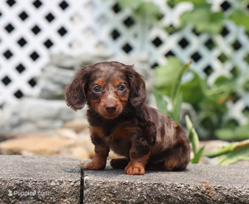 Indie – Miniature Dachshund puppy on hold in Fresno, OH
