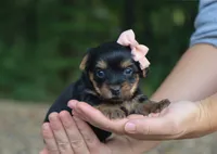 Harper, a female Yorkshire Terrier for sale in Fresno, OH – 2 of 4