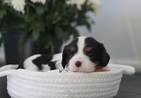 Nova, a female Cavalier King Charles Spaniel for sale in Fresno, OH – 2 of 3