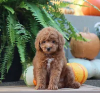 Jess, a male Poodle - Miniature  for sale in Fresno, OH – 5 of 6