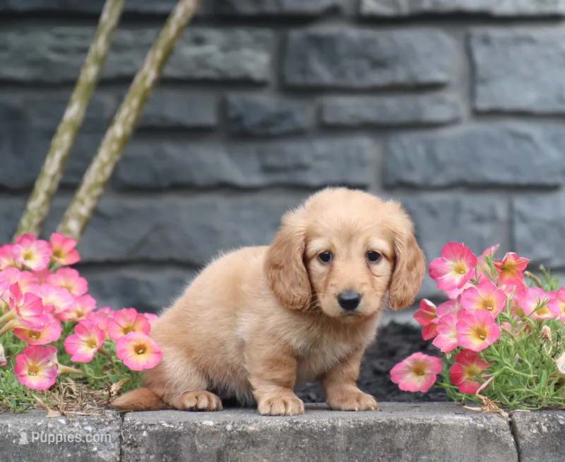 Flora – Miniature Dachshund puppy for sale in Fresno, OH