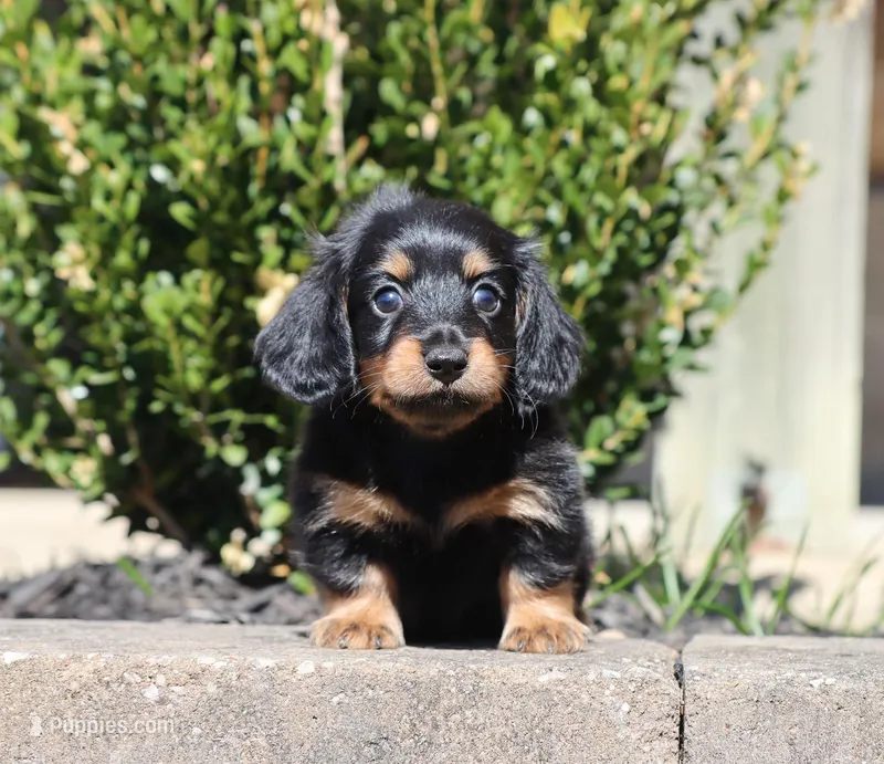 Felix – Miniature Dachshund puppy for sale in Fresno, OH