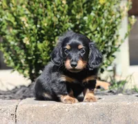 Felix, a male Miniature Dachshund for sale in Fresno, OH – Photo 4 of 4