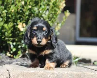 Felix, a male Miniature Dachshund for sale in Fresno, OH – Photo 2 of 4