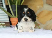 Wyatt, a male Miniature Dachshund for sale in Fresno, OH – 1 of 6