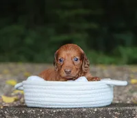 Autumn, a female Miniature Dachshund for sale in Fresno, OH – 3 of 4