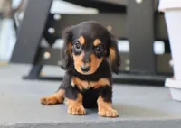 Karter, a male Dachshund for sale in Fresno, OH – 3 of 4