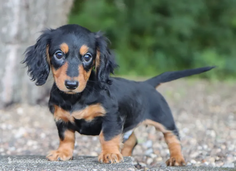Karter – Dachshund puppy for sale in Fresno, OH