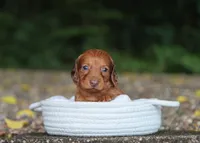 Autumn, a female Miniature Dachshund for sale in Fresno, OH – 4 of 4