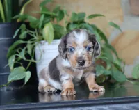 Dominic, a male Dachshund for sale in Fresno, OH – 4 of 4