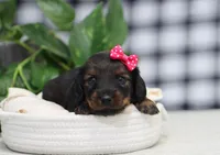Star, a female Miniature Dachshund for sale in Fresno, OH – Photo 5 of 5