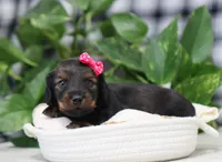 Star, a female Miniature Dachshund for sale in Fresno, OH – Photo 4 of 5