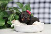 Star, a female Miniature Dachshund for sale in Fresno, OH – Photo 3 of 5
