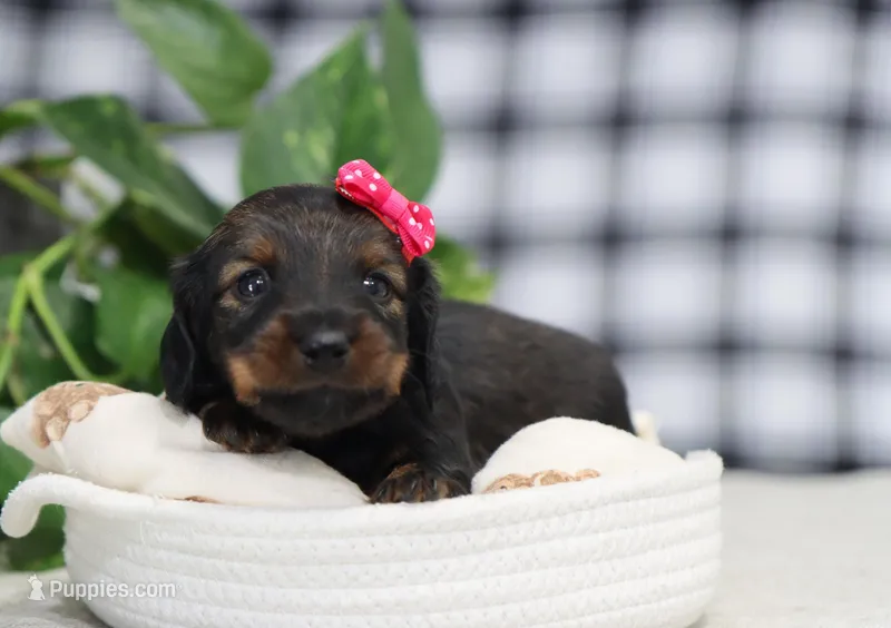 Star – Miniature Dachshund puppy for sale in Fresno, OH