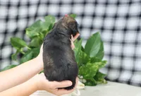 Star, a female Miniature Dachshund for sale in Fresno, OH – Photo 2 of 5