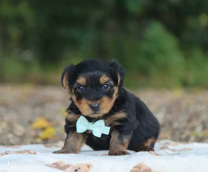 Hudson – Yorkshire Terrier puppy for sale in Fresno, OH