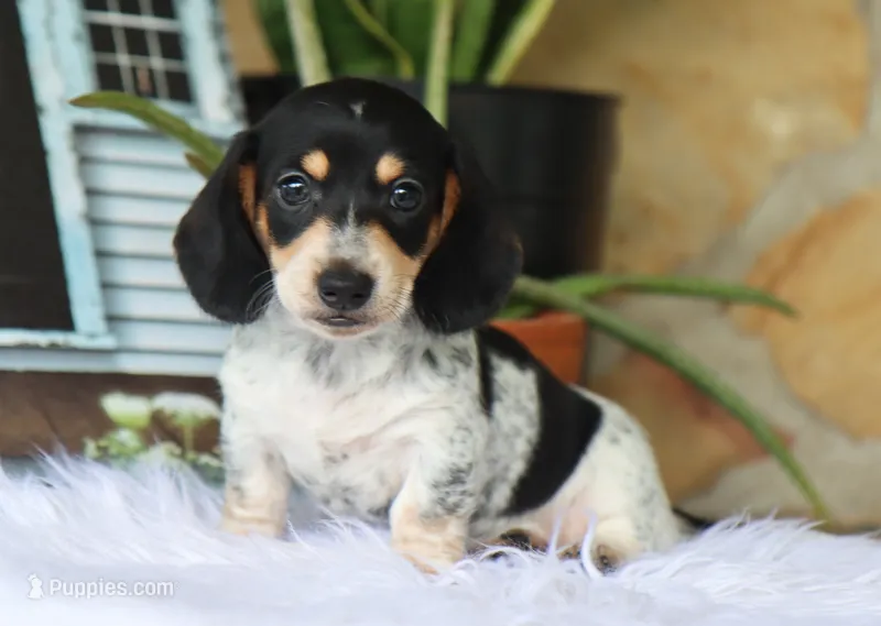 Yasmin – Miniature Dachshund puppy on hold in Fresno, OH