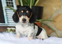Yasmin, a female Miniature Dachshund for sale in Fresno, OH – 1 of 6