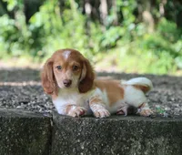 Buckle, a male Miniature Dachshund for sale in Fresno, OH – 5 of 5