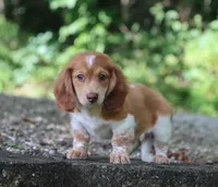 Buckle, a male Miniature Dachshund for sale in Fresno, OH – 3 of 5