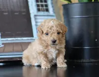 Mia, a female Maltipoo for sale in Fresno, OH – 3 of 4