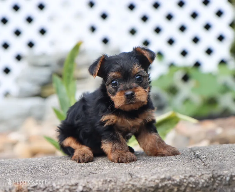 Eva – Yorkshire Terrier puppy for sale in Fresno, OH