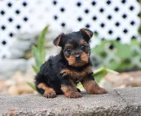 Eva, a female Yorkshire Terrier for sale in Fresno, OH – 1 of 5