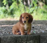 Bennett, a male Miniature Dachshund for sale in Fresno, OH – 3 of 5
