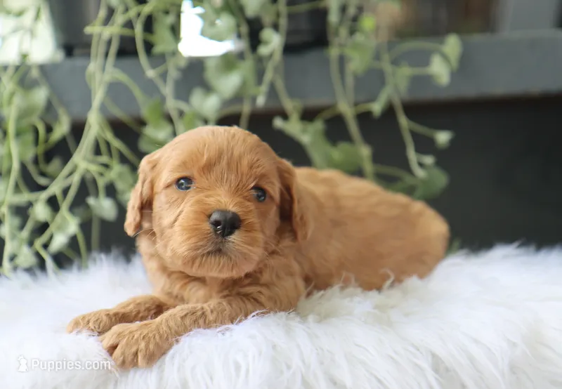 Aria – Miniature Goldendoodle puppy for sale in Fresno, OH