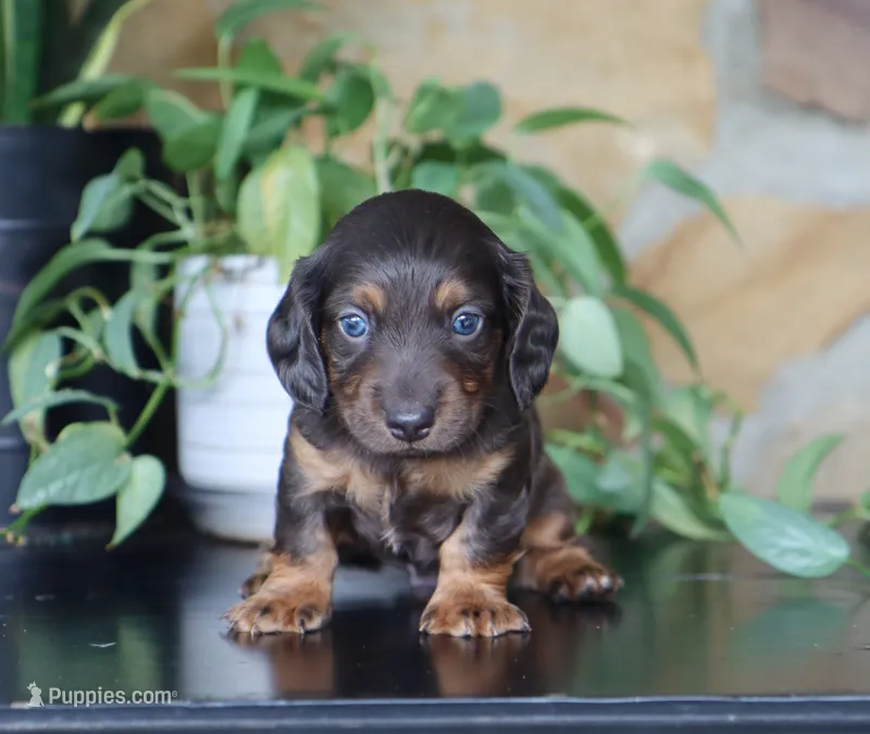 Dylan  – Dachshund puppy for sale in Fresno, OH