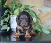 Dylan , a male Dachshund for sale in Fresno, OH – 1 of 3