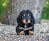 Carrie, a female Miniature Dachshund for sale in Fresno, OH – 1 of 5