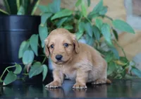 Flora, a female Miniature Dachshund for sale in Fresno, OH – 2 of 6